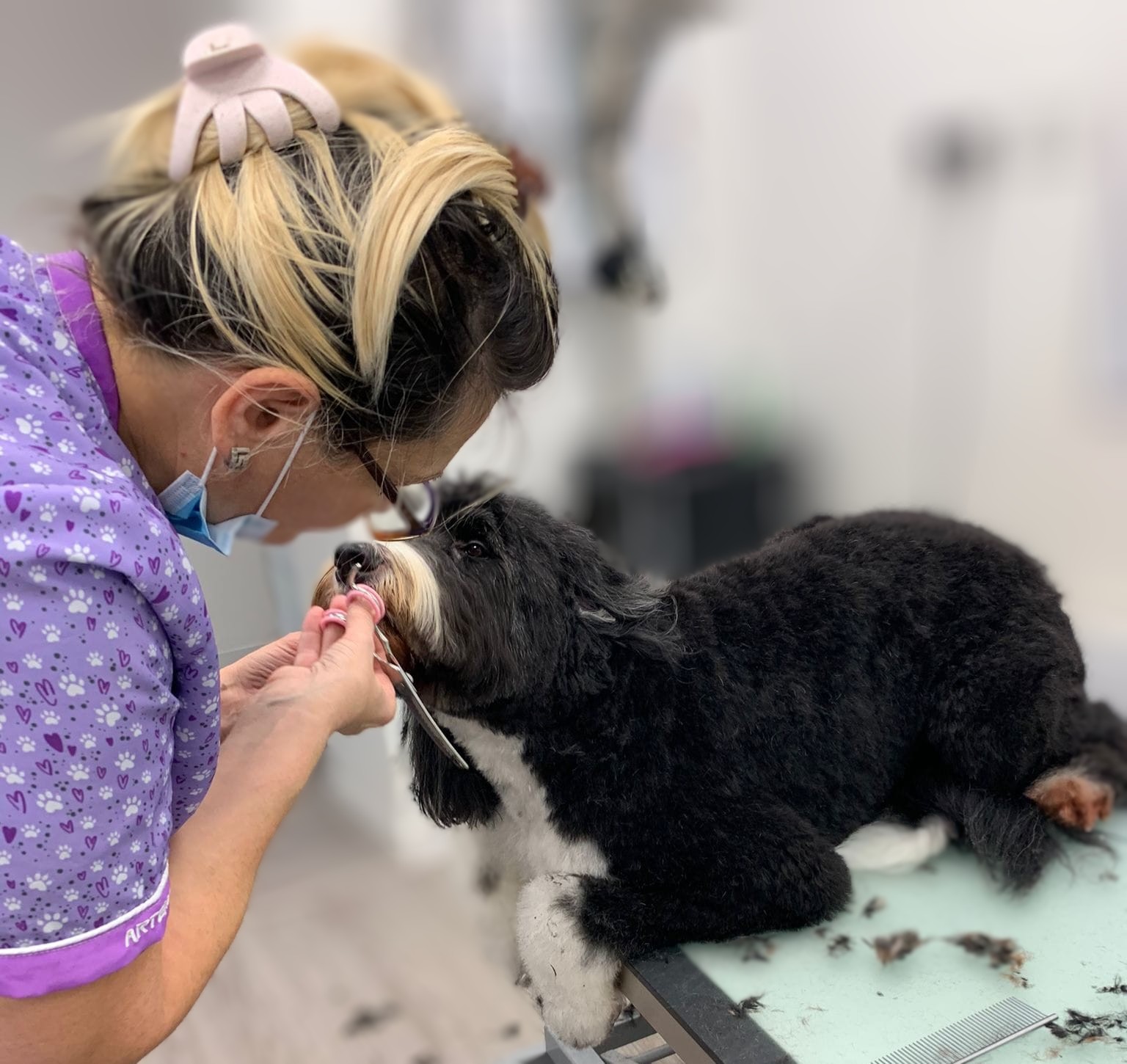 Ilona carefully trimming a doodle at the Harpenden grooming salon