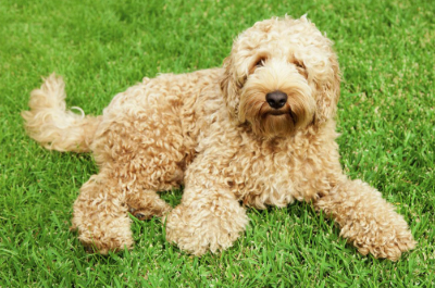 Labradoodle being professionally groomed at Grooming by Ilona in Harpenden