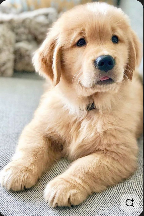 What Happens at a Puppy's First Groom?